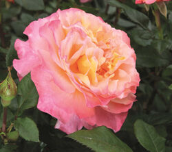 Роза чайно-гибридная Августа-Луиза (Германия) 4л